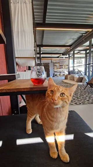 Whiskers & Wine Cat Cafe, lounge, San Diego