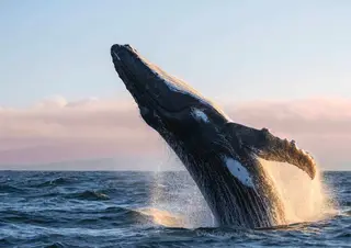 Oceanside Coastal Expeditions, sightseeing tour agency, Oceanside