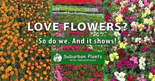 Suburban Plants, nursery and gardening store, Mesquite