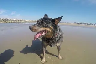 OB Dog Beach, dog park, San Diego