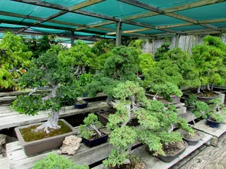 Yamaguchi Bonsai Nursery, nursery and gardening store, Los Angeles