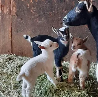 Montebello Barnyard Zoo, petting zoo, Montebello