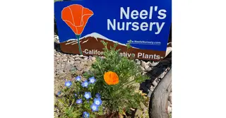 Neel's Nursery, nursery and gardening store, Encinitas