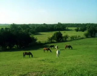 Merriwood Ranch, horse riding, Garland