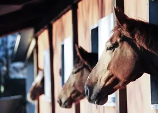 Santa Clarita Valley Equestrian Center, equestrian facility, Santa Clarita