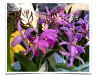 Cosgrove Cymbidium Co, nursery and gardening store, Encinitas