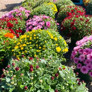 Weidners' Gardens, nursery and gardening store, Encinitas