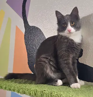 The Cat Cafe, coffee shop, San Diego