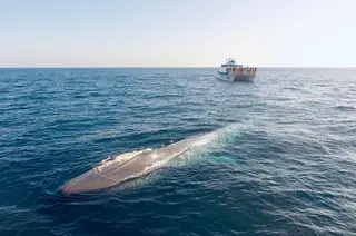 Dana Wharf Sportfishing and Whale Watching, sightseeing tour agency, Dana Point