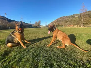 Laguna Beach Dog Park, dog park, Laguna Beach