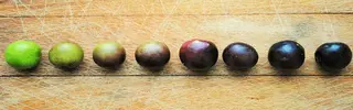 The California Olive, specialty foods store, San Diego