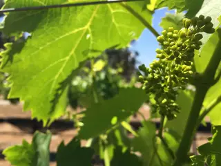 Correcaminos Vineyard and Winery, winery, Ramona